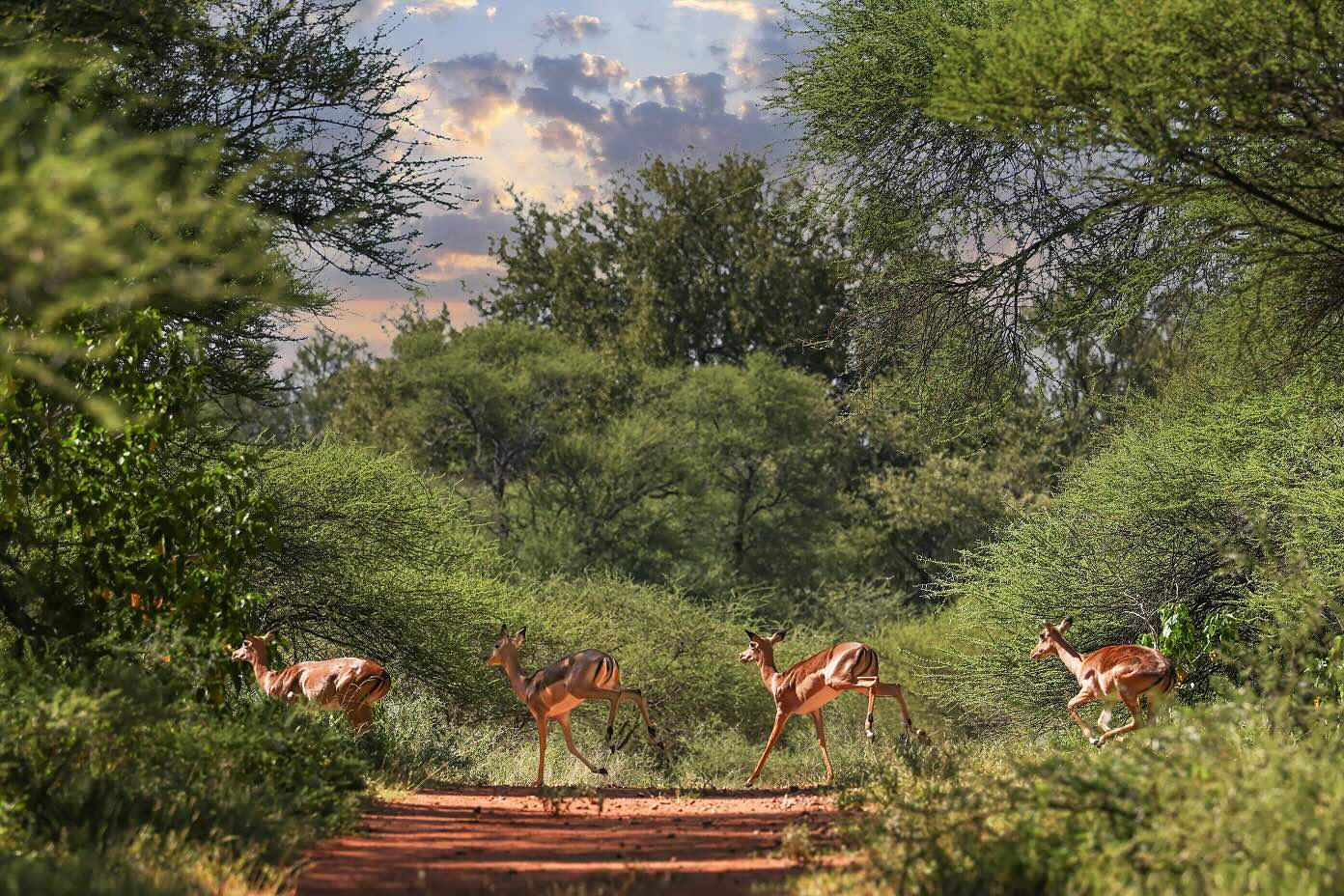 a group of impala running on a dirt road