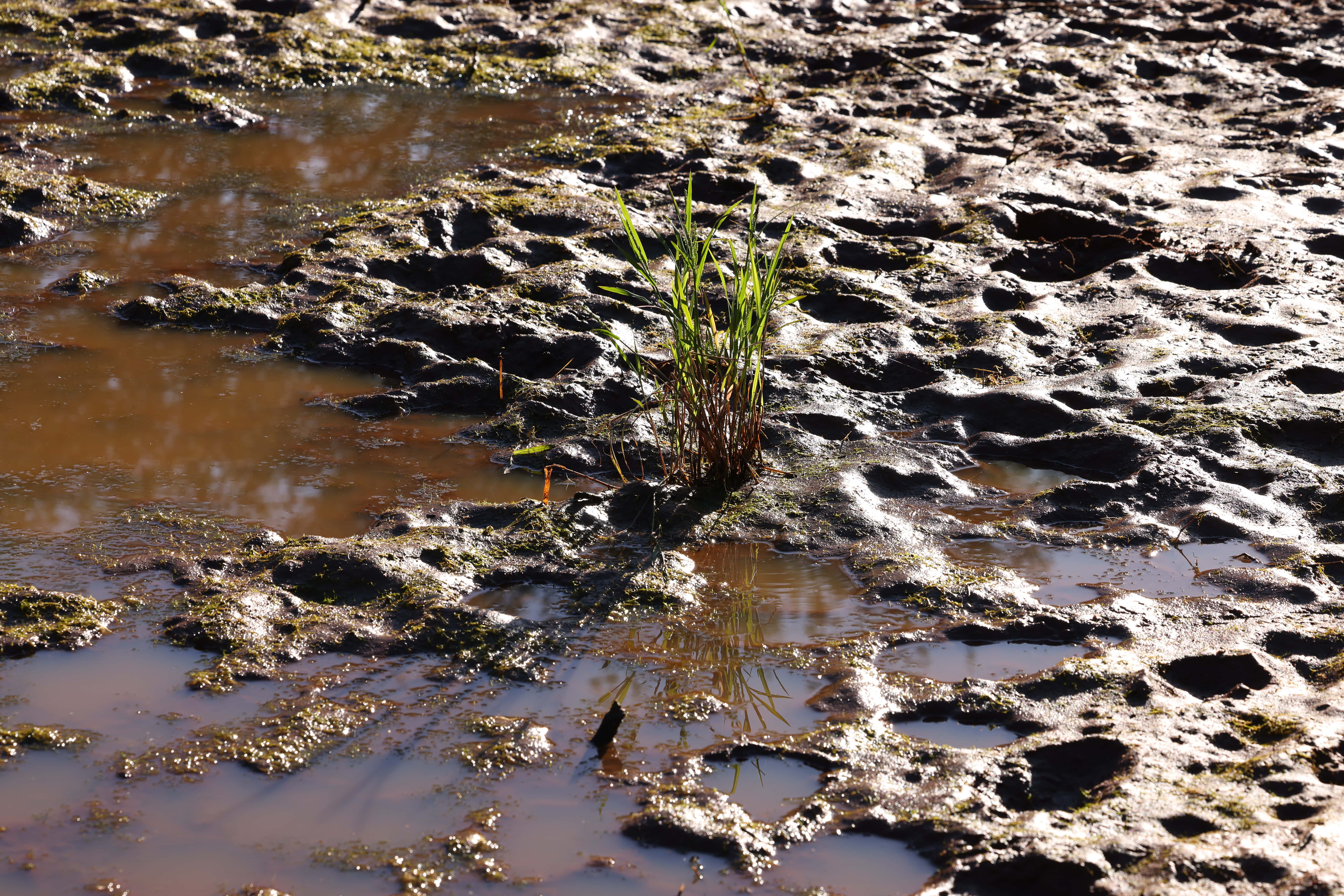 Animal tracks in the bush in mud