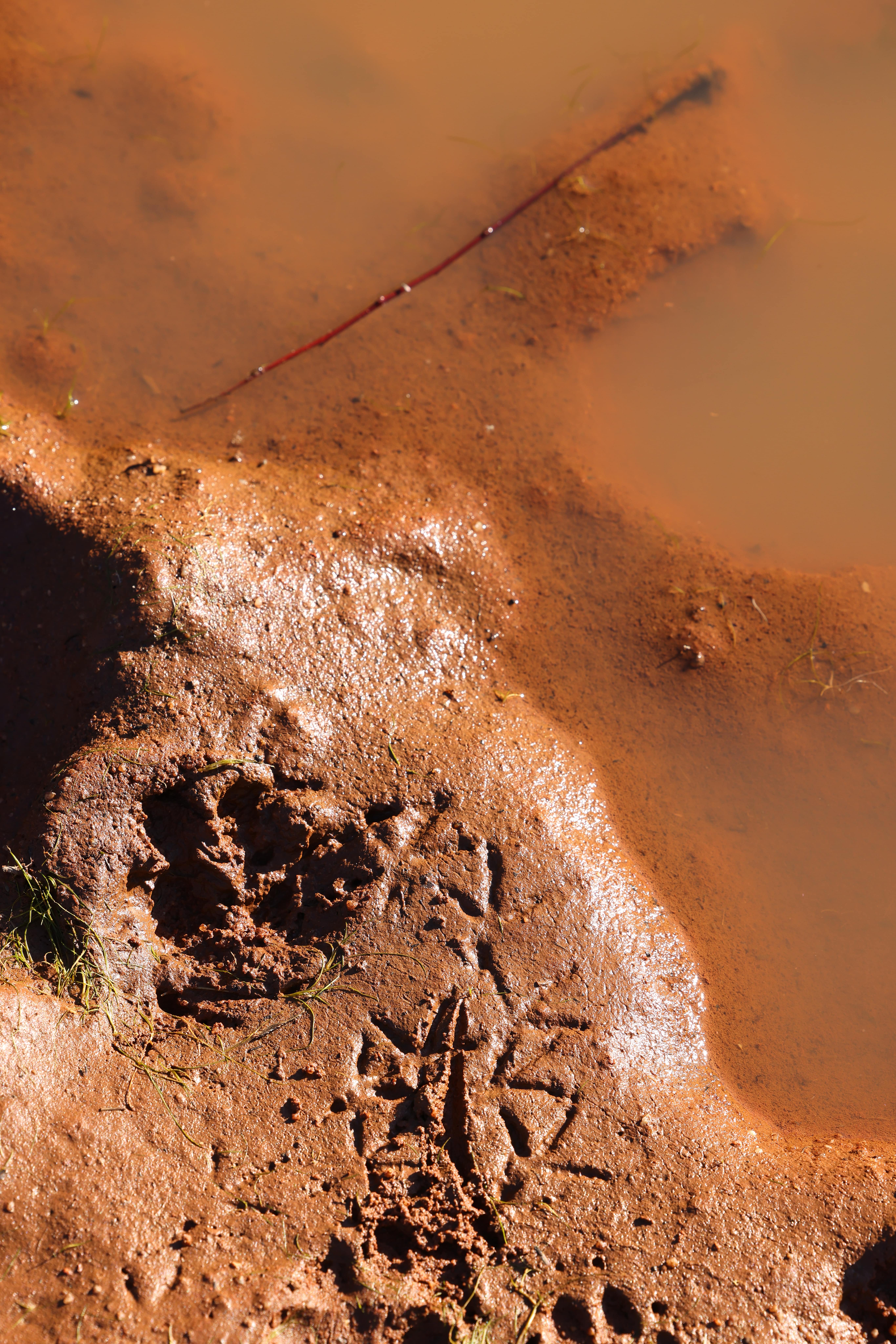 Animal tracks in the bush in mud