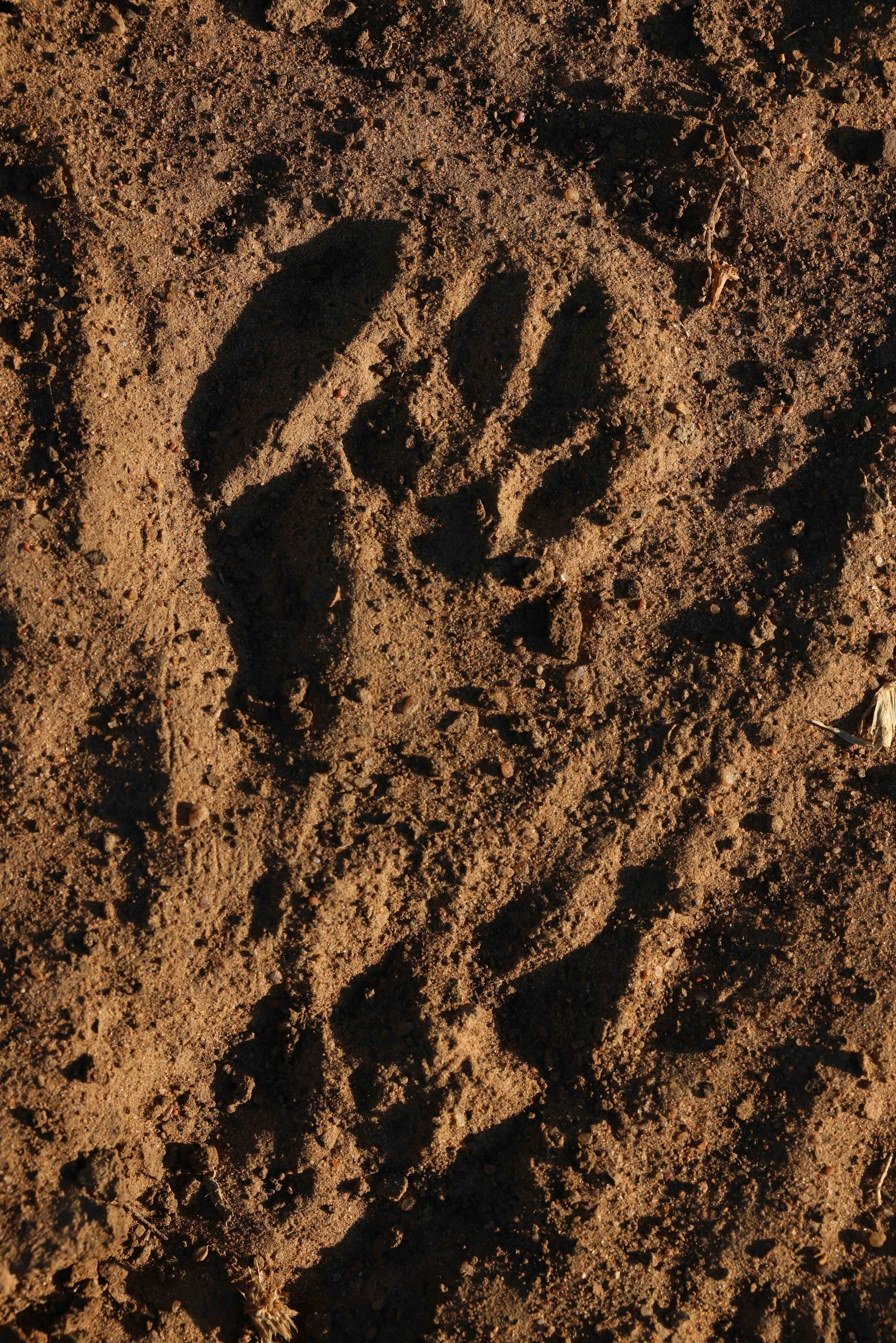 Animal tracks in the bush on dirt