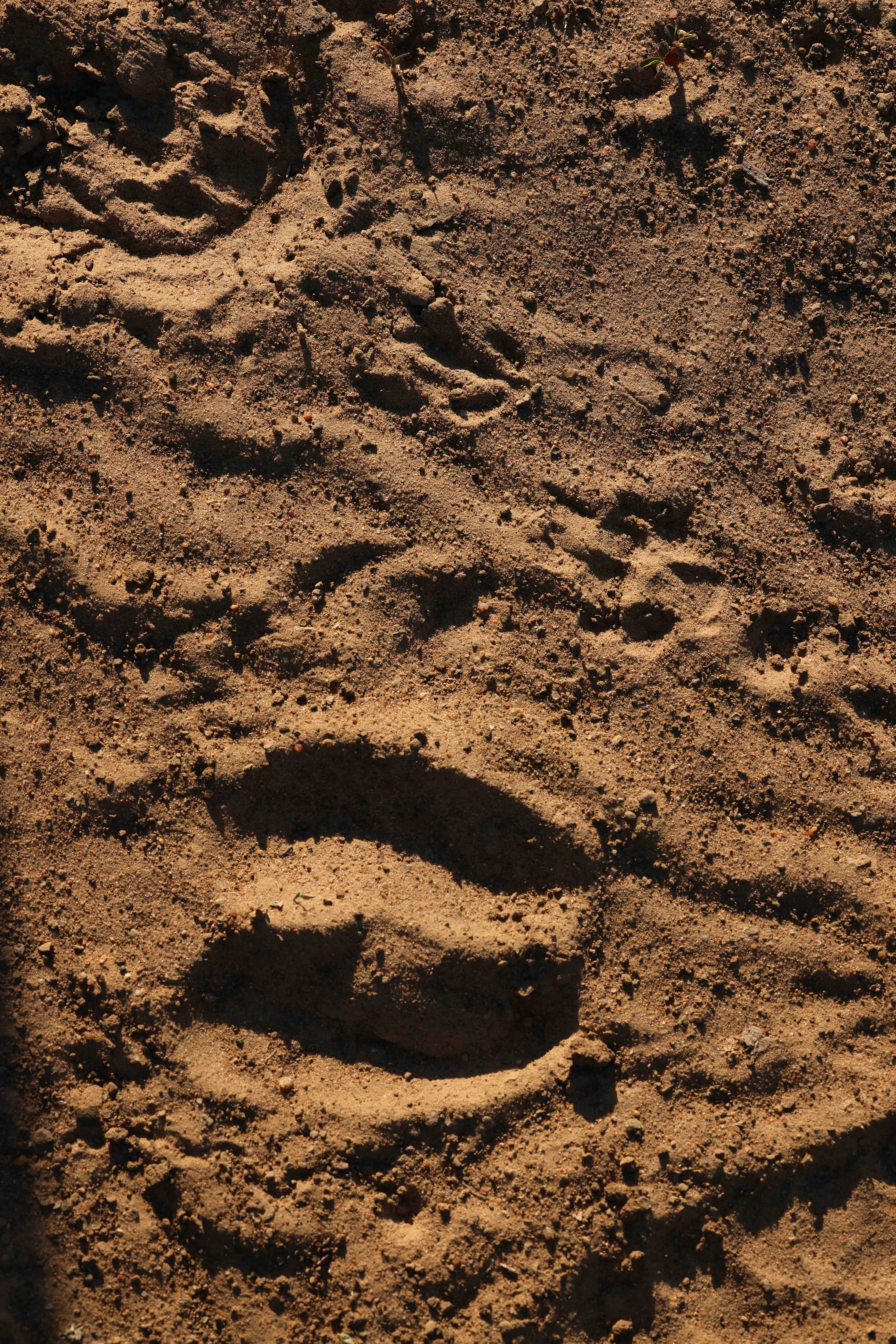 Animal tracks in the bush on dirt