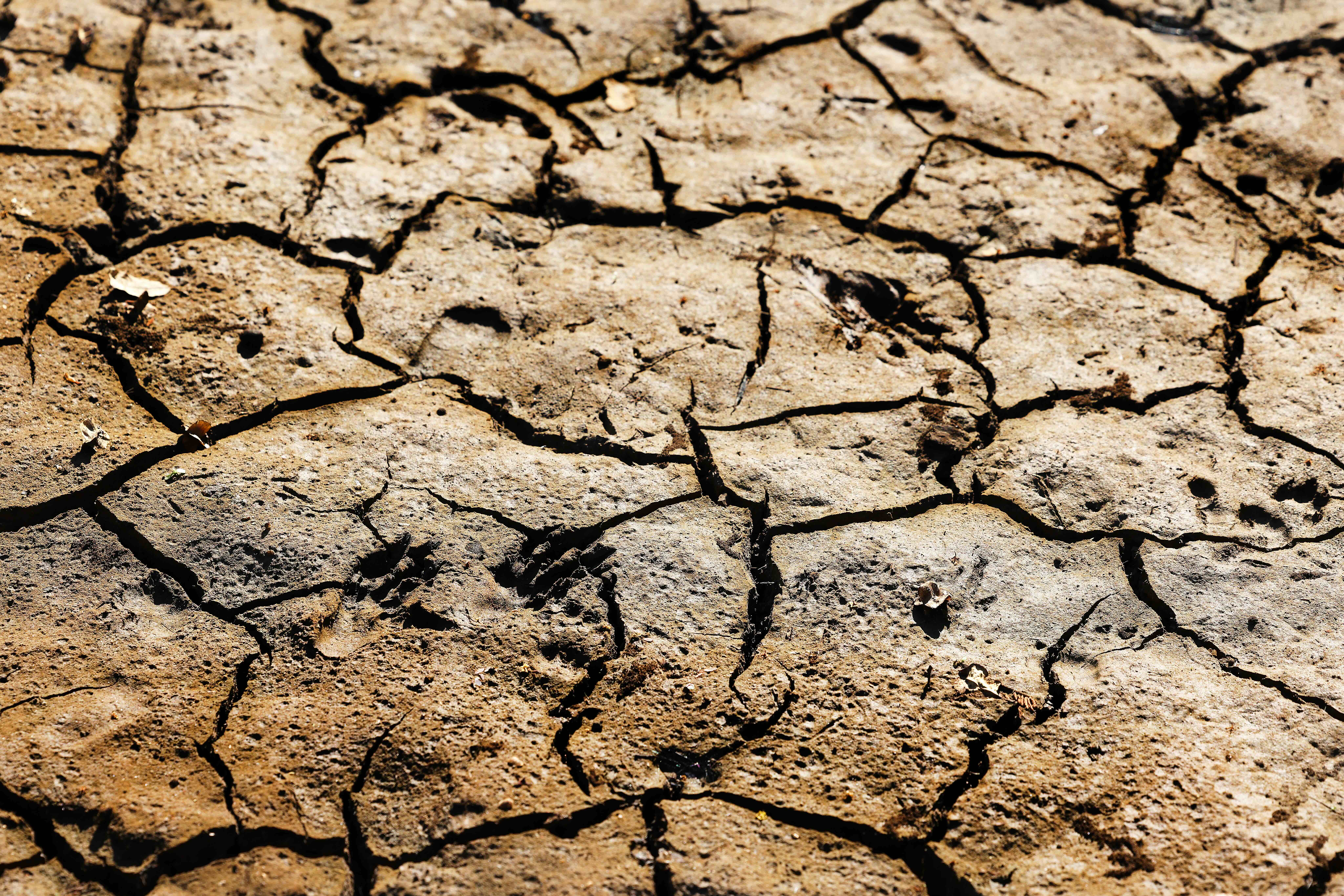 Animal tracks in the bush on dirt