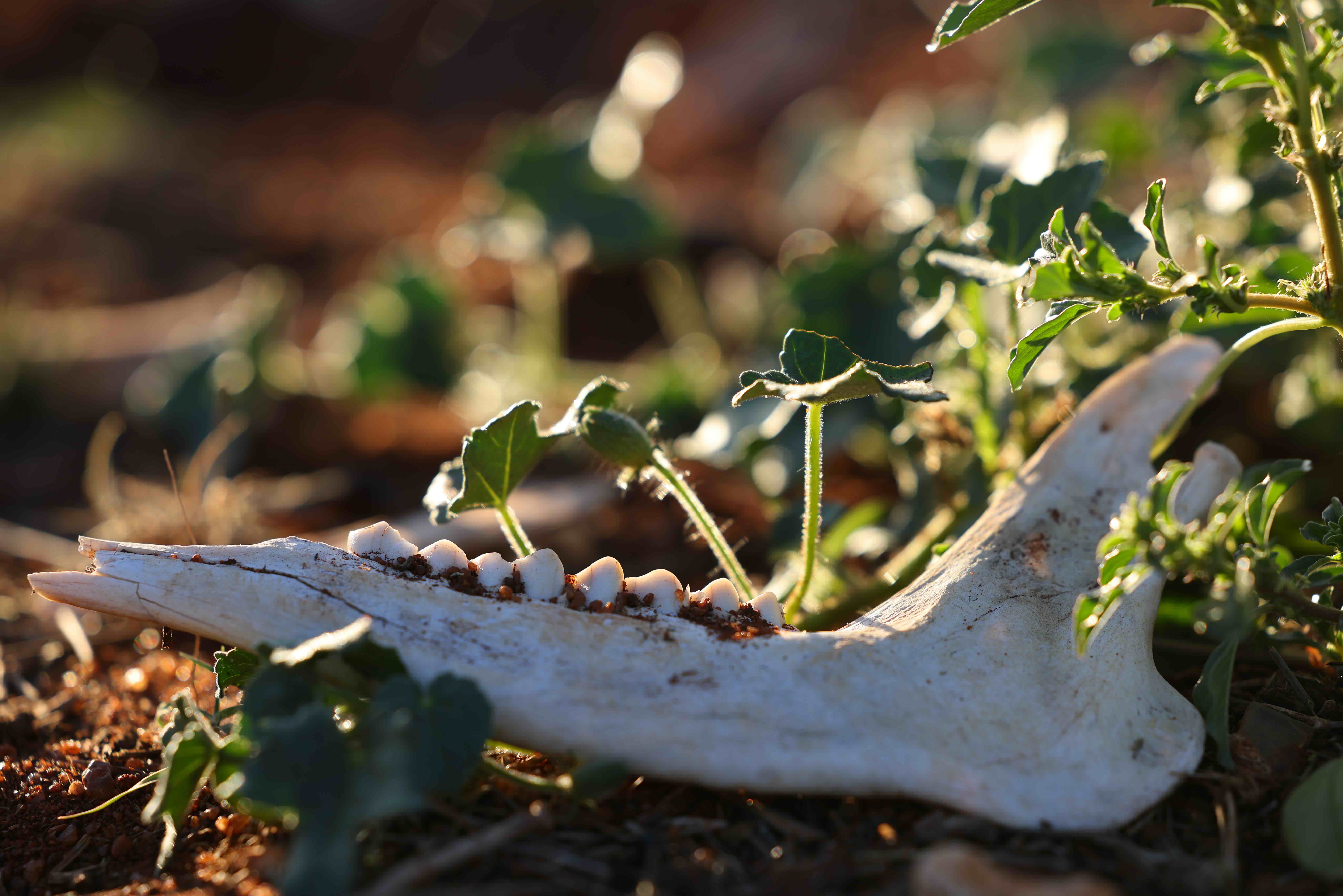 Animal bones at Naka Luxury Lodge Secrets of Tracking experience