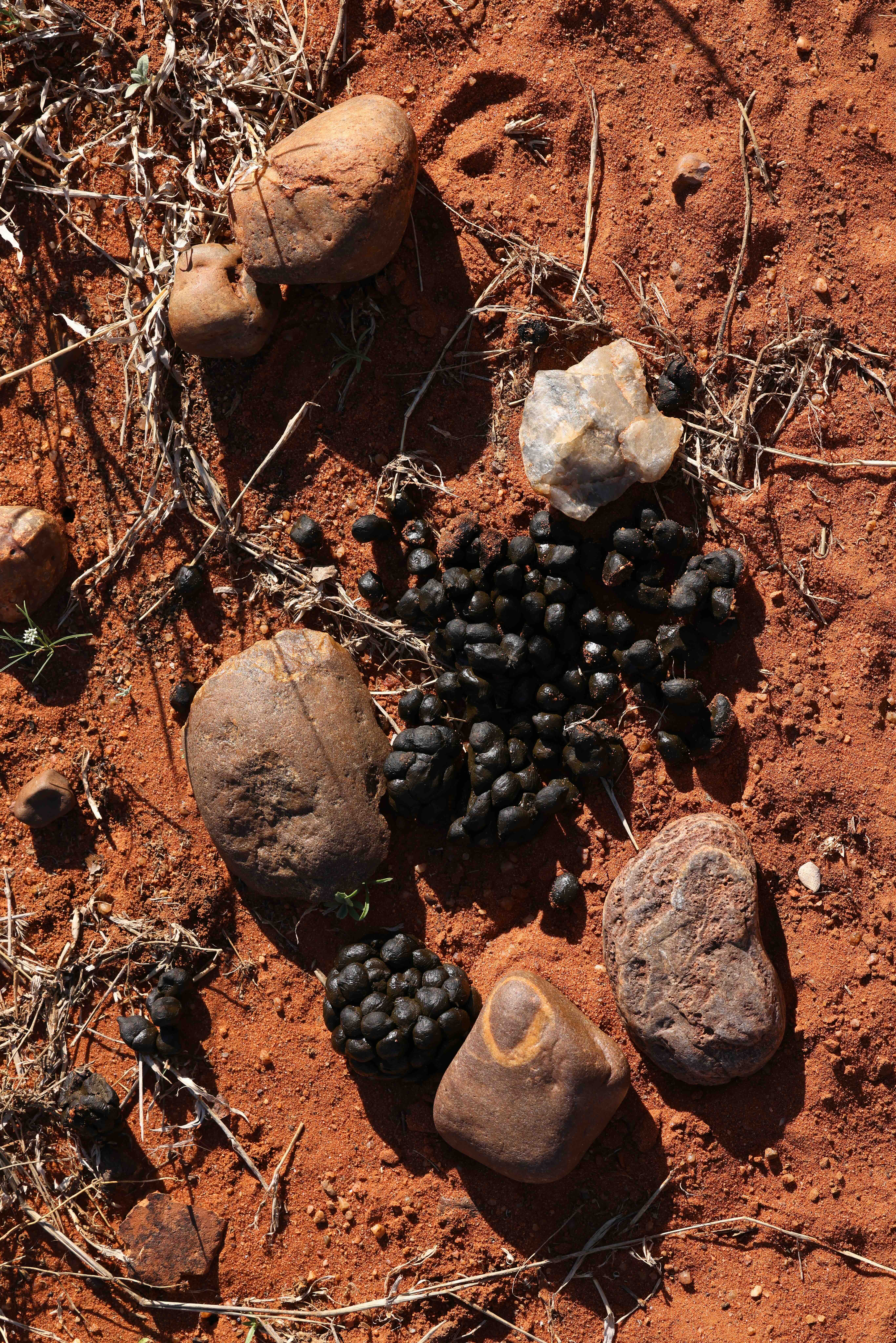 Naka Luxury Lodge Secrets of Tracking experience