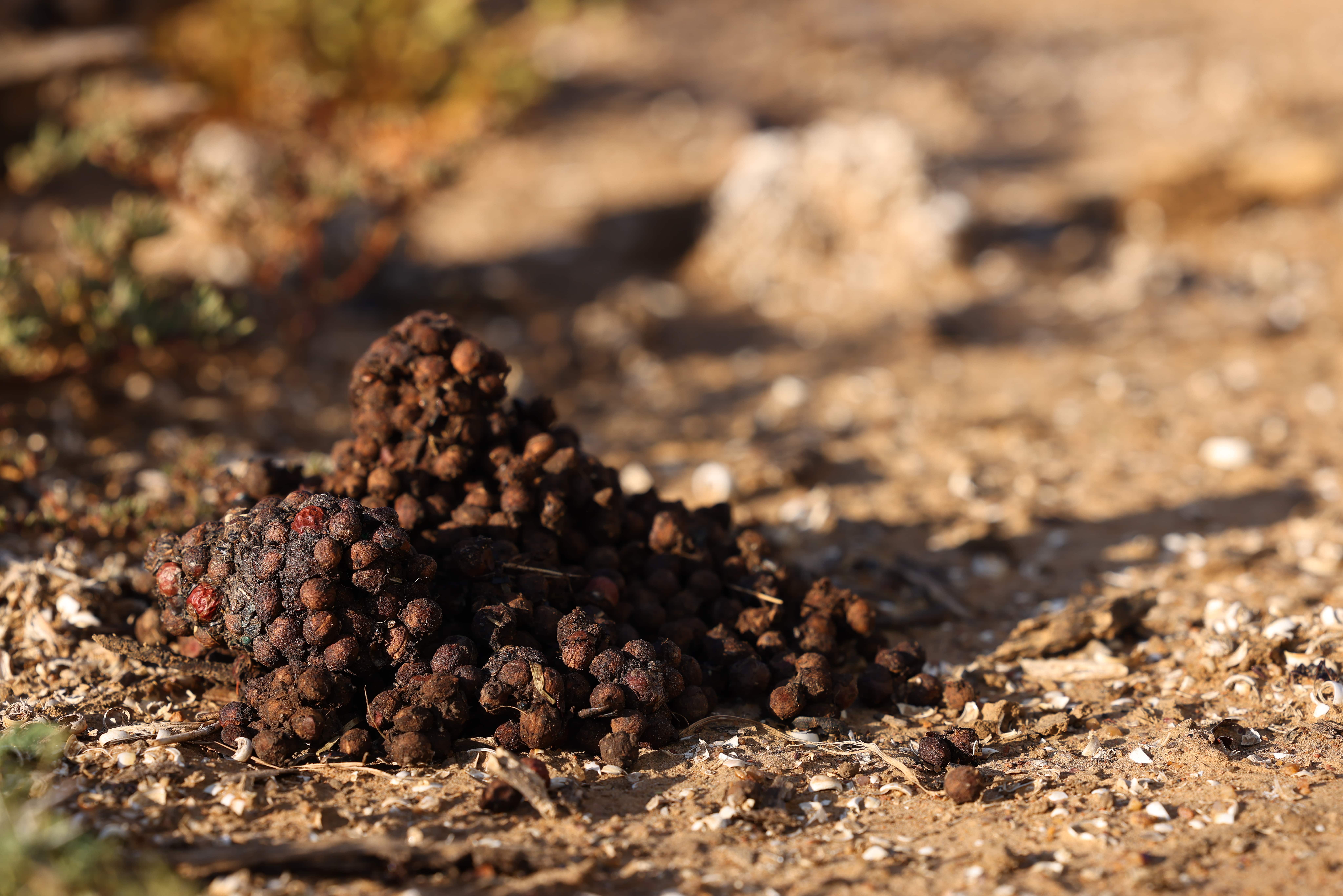 Naka Luxury Lodge Secrets of Tracking experience