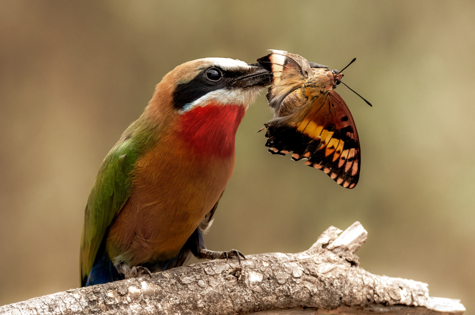 Bird that just caught a butterfly