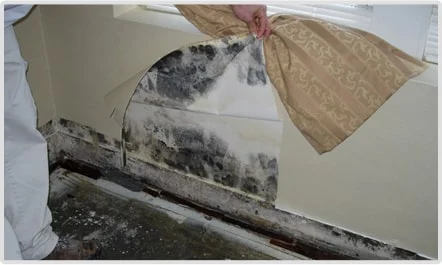 Certified commercial mold removal services in Chelmsford, MA for businesses and commercial properties