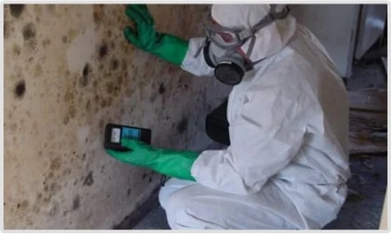 Certified commercial mold removal services in Chelmsford, MA for businesses and commercial properties