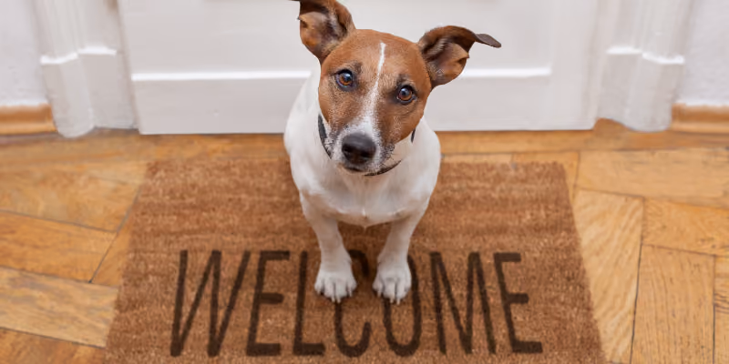 a welcoming dog
