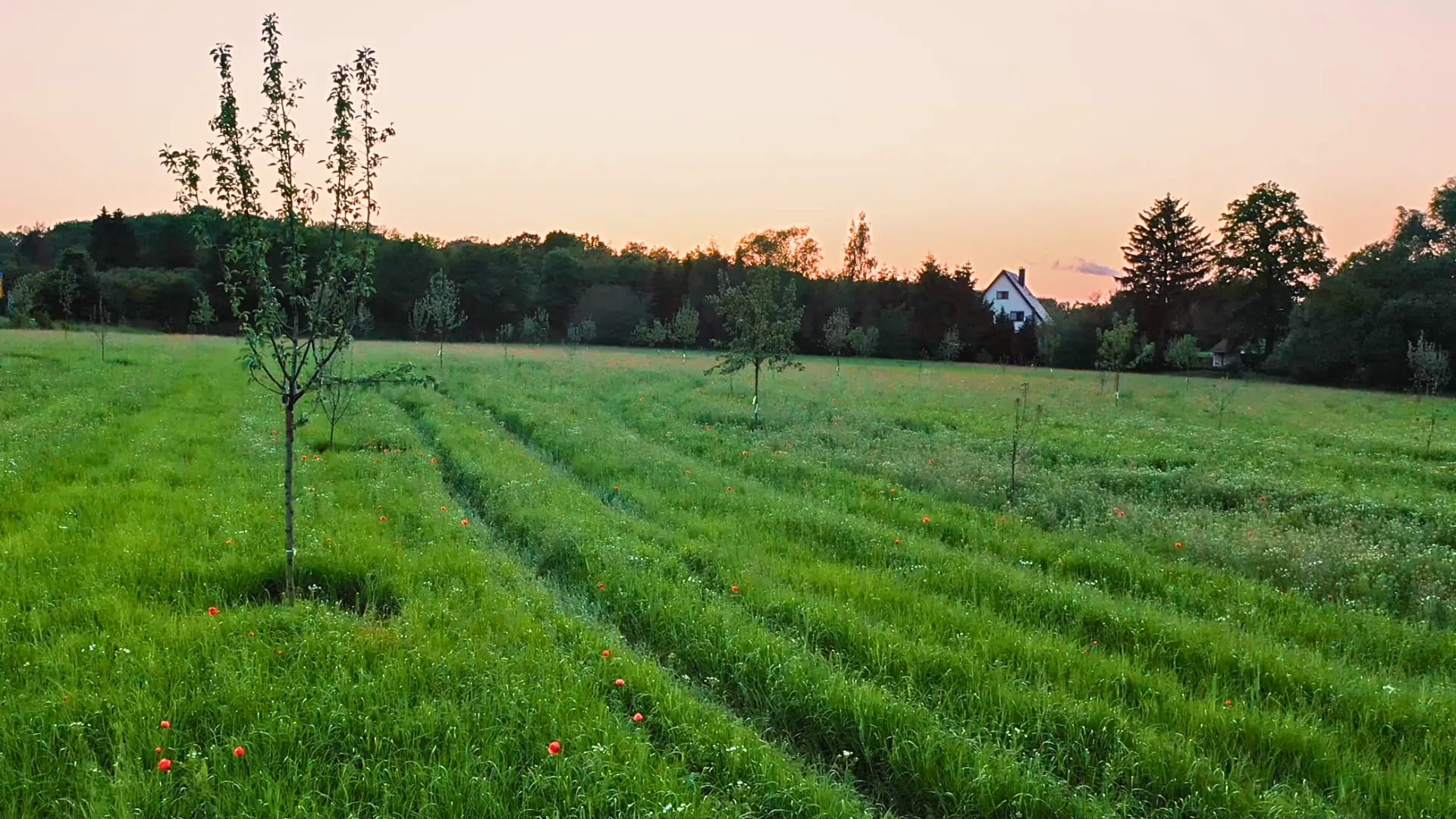 Biotopkomplex Brönninghausen  Baum in Abendsonne