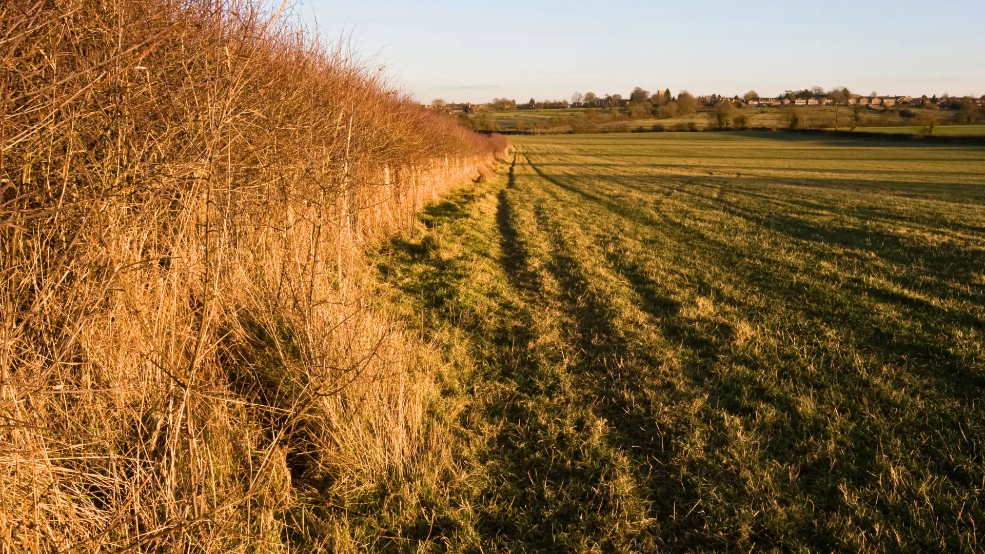 Acker mit Fehldhecke