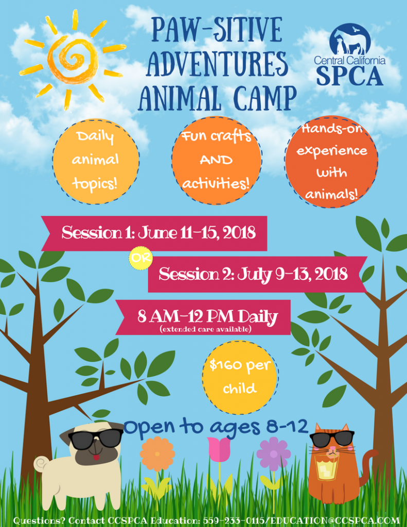 Pawsitive Adventures Summer Camp
