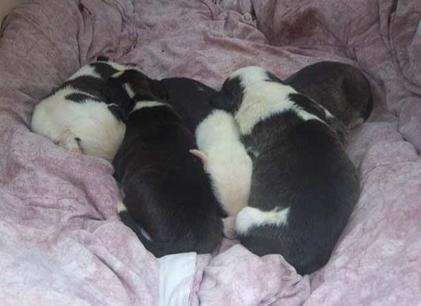 Destinys-Pups-12.14