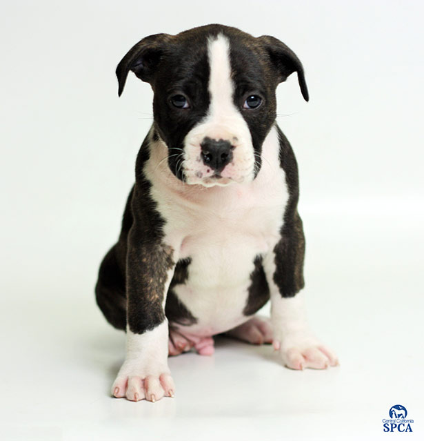 Dozer
