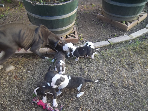 Uncle-Ace-&-Puppies-002