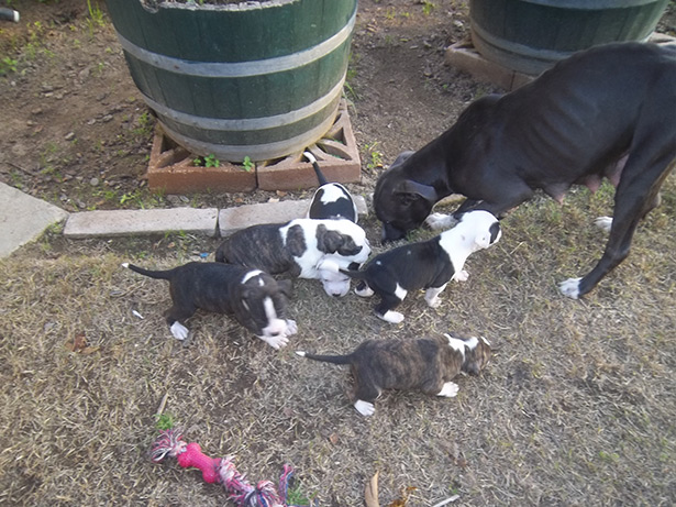 Uncle-Ace-&-Puppies-004