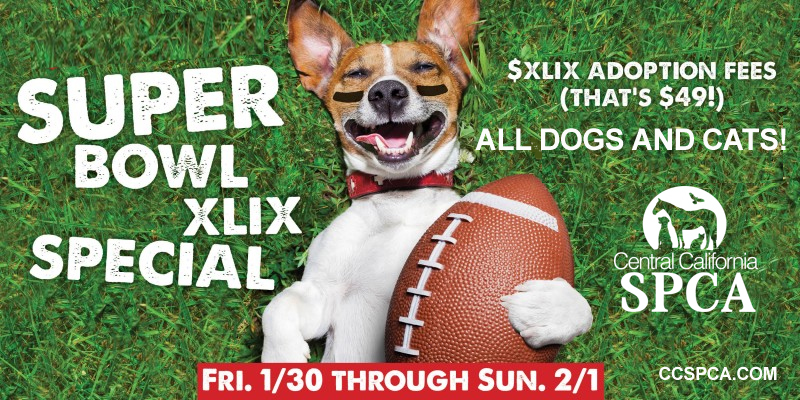 Adoption Promo.Super Bowl 2015