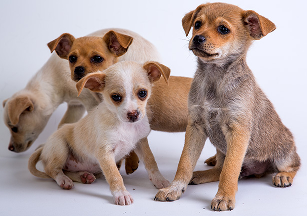 world-spay-day