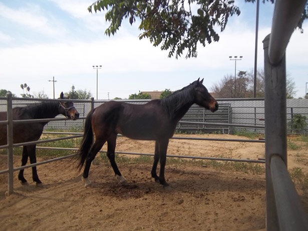 horses-and-roses-122