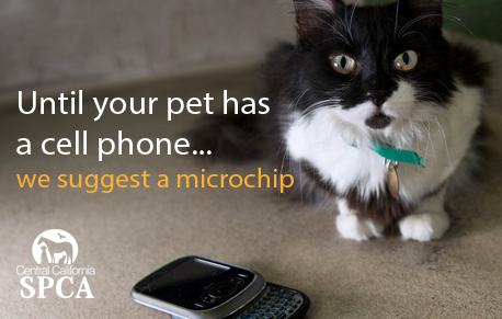 Microchip Pic