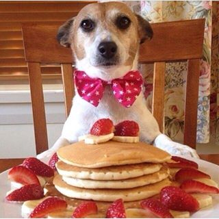 Dog Pancakes Pic
