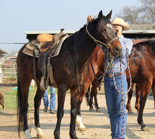 ccspca-horses