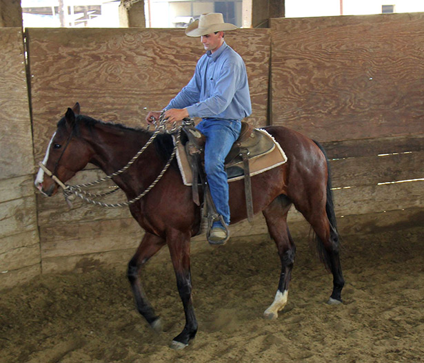 ccspca-horses2