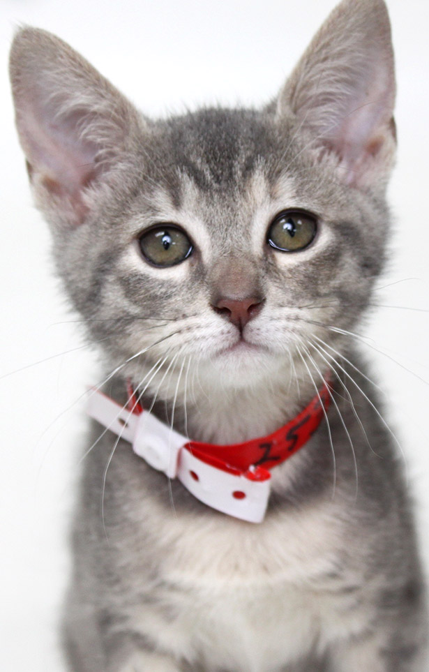 adopt-a-shelter-cat