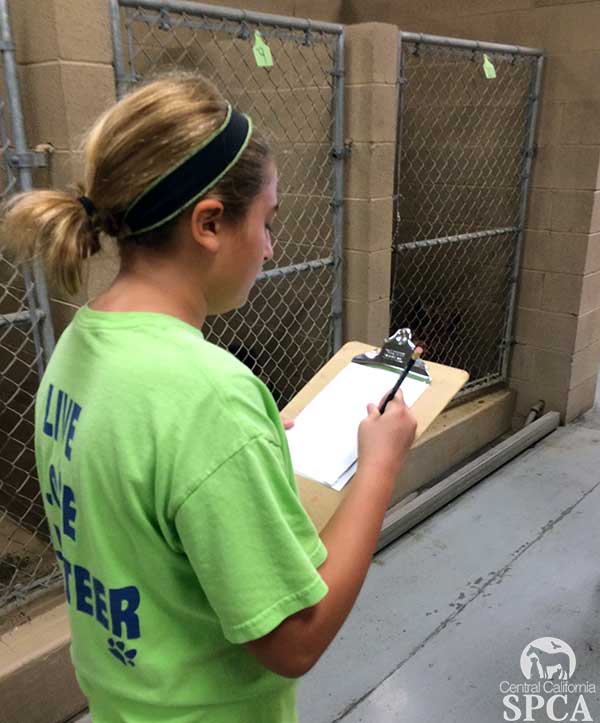 ccpca-volunteer-kennel