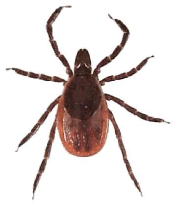 tick adult female med - Flea and Tick Prevention for Dogs - Here are 9 Ways to Protect Your Dog