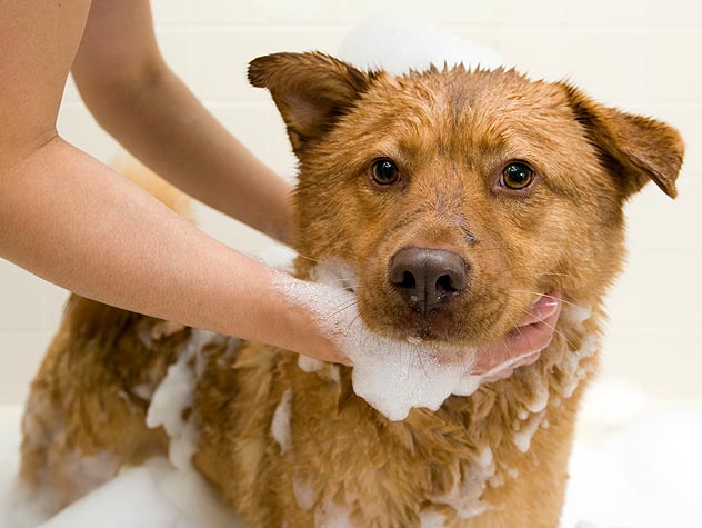 shampoo - Flea and Tick Prevention for Dogs - Here are 9 Ways to Protect Your Dog
