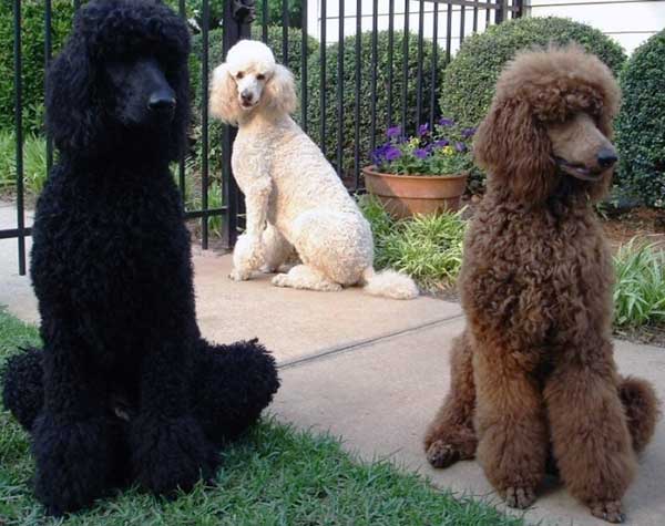 poodles