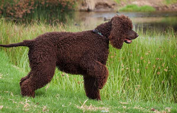 irish-water-spaniel