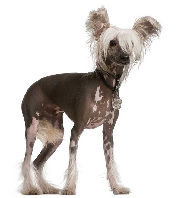chinese-crested-dog