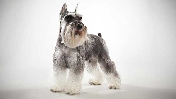 miniature-schnauzer