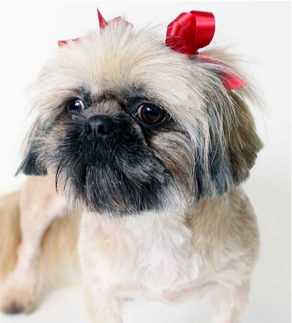Shih-Tzu