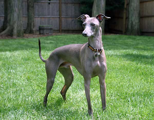 Italian_Greyhound