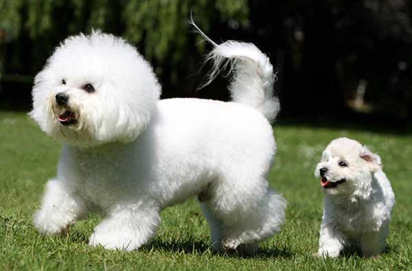 bichon-frise-dog