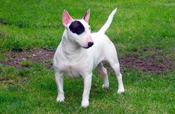 mini-bull-terrier