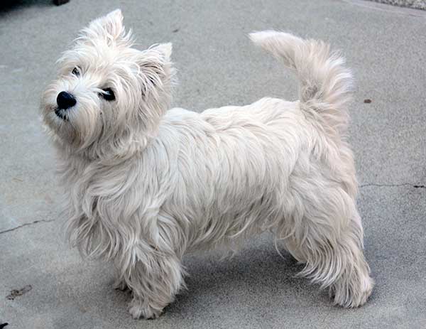 west-highland-white-terrier