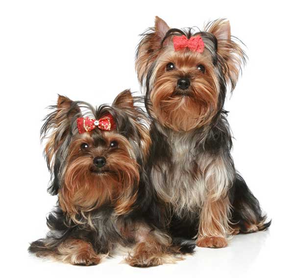 yorkies