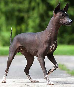 Mexican-Hairless-Dog