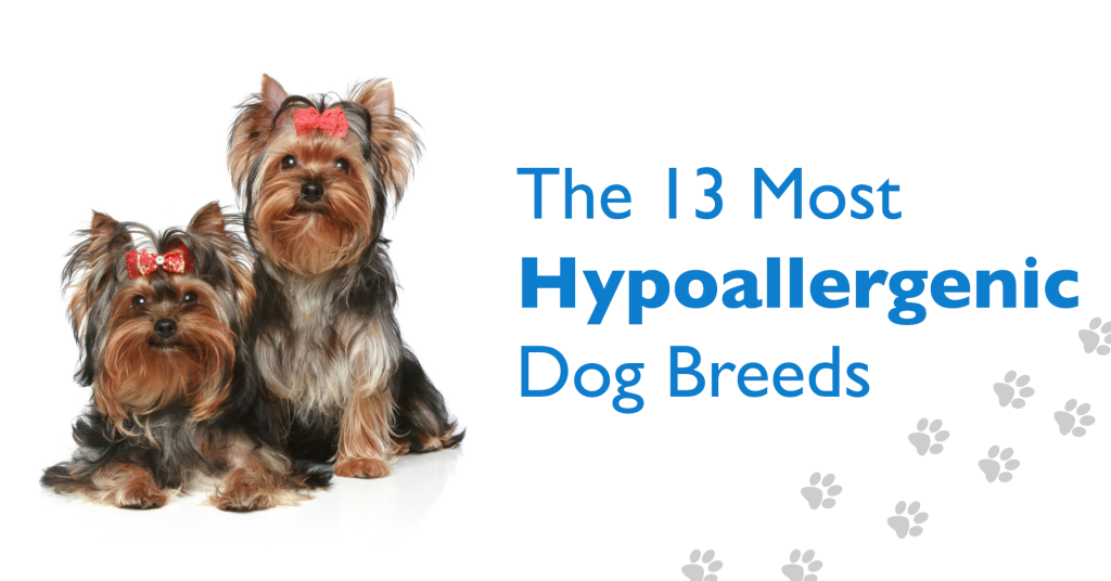 13-hypoallergenic-dog-breeds