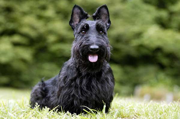 scottish-terrier