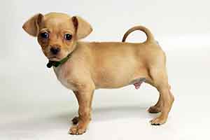 Chihuahua