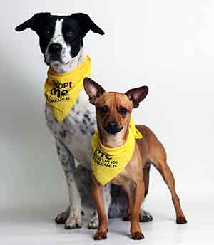 Adopt-a-dog