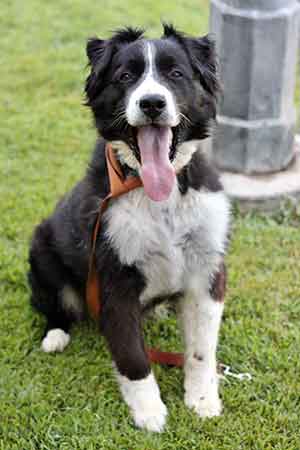 Border-Collie