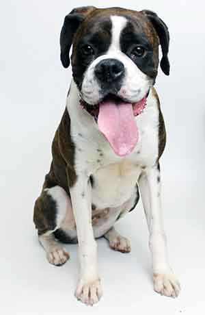 Boxer