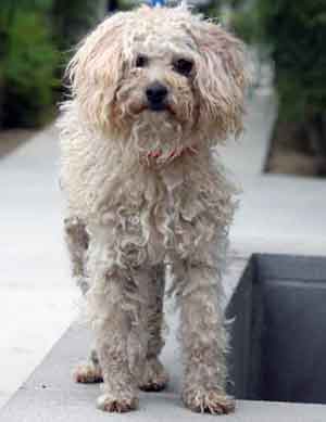 Poodle