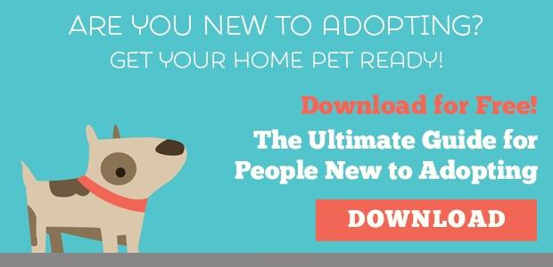 What to do After You Adopt a Pet